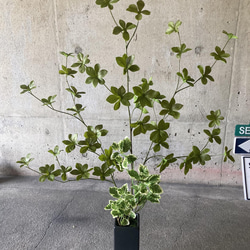 光触媒　人工観葉植物　ウォールグリーン　フェイク　アレンジ　ドウダンとスピンドル 2枚目の画像