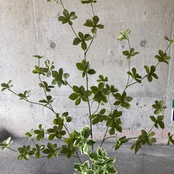 光触媒　人工観葉植物　ウォールグリーン　フェイク　アレンジ　ドウダンとスピンドル 3枚目の画像