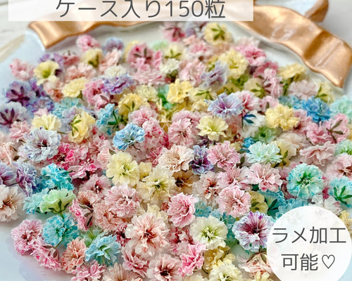 ゆめかわ かすみ草 ドライフラワー ミックスカラー たっぷり150