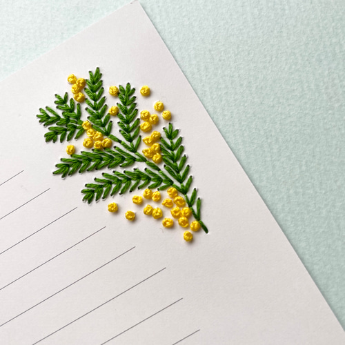 ミモザアカシア / 648 アカシア 苗木 ミモザ アカシア ミモザ鉢植え