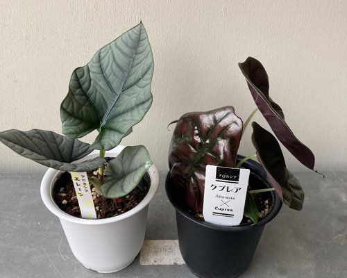 アロカシア6種　バラ売り不可 アロカシア 6号 | 観葉植物の通販ならHitoHana（ひとはな）