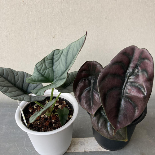 観葉植物 アロカシア 2種セット 珍しい希少なアロカシア2種セット*(^o^)/* アートフラワー