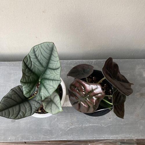 観葉植物 アロカシア 2種セット Amazon.co.jp: ITANSE アロカシア アマゾニカ 3.5号 2個