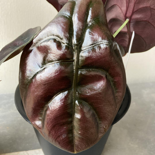 珍しい希少なアロカシア2種セット*(^o^)/* アートフラワー