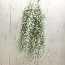 大型！ 子株大量 ソテツ 蘇鉄 Cycas revoluta 12号 その他インテリア