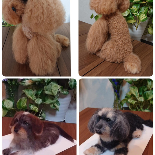 プリマロ様確認用 羊毛フェルト犬 シーズー ペルシャ トラ和猫