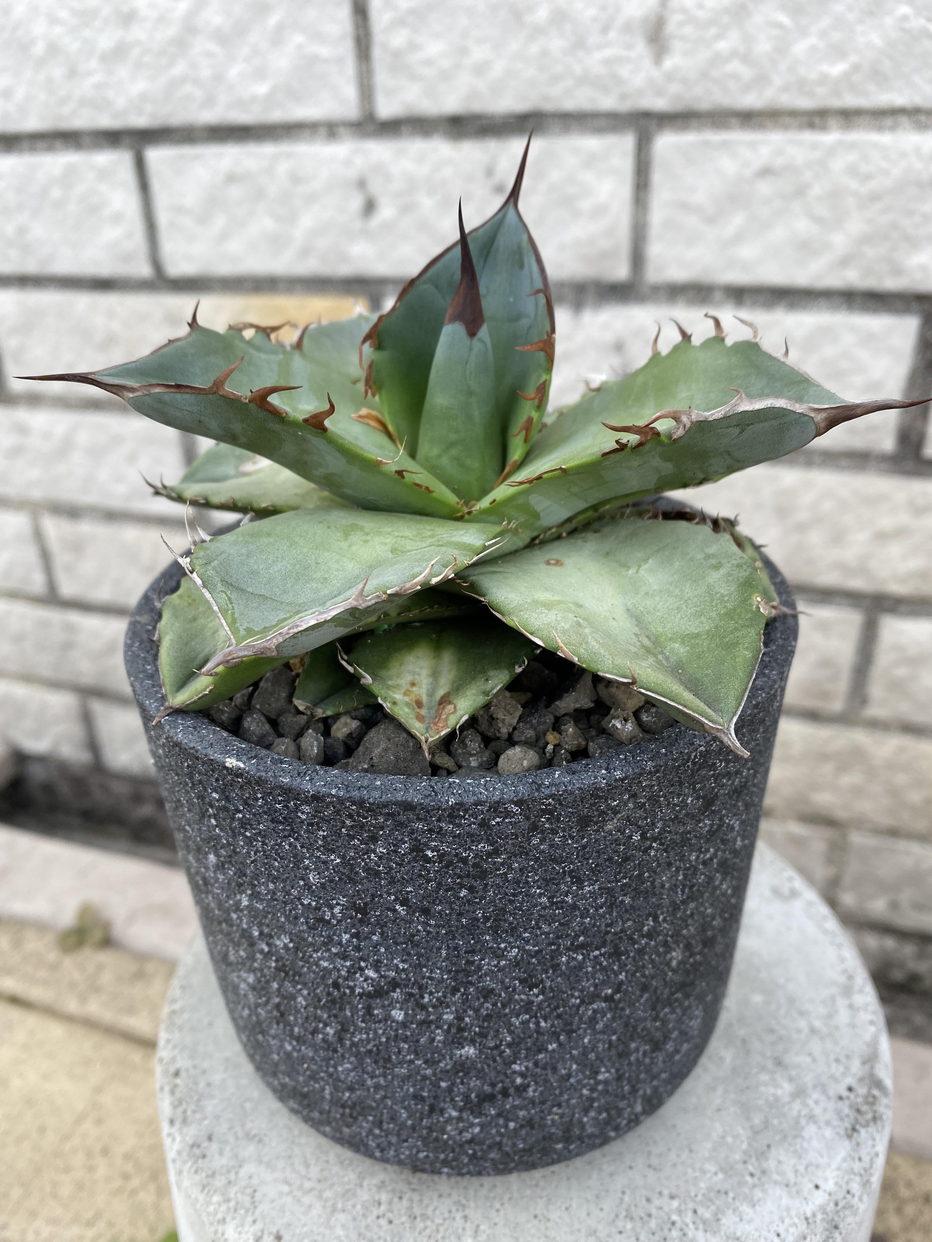 極微 アガベ チタノタ ホワイトアイス 陶器鉢付 12cm その他インテリア