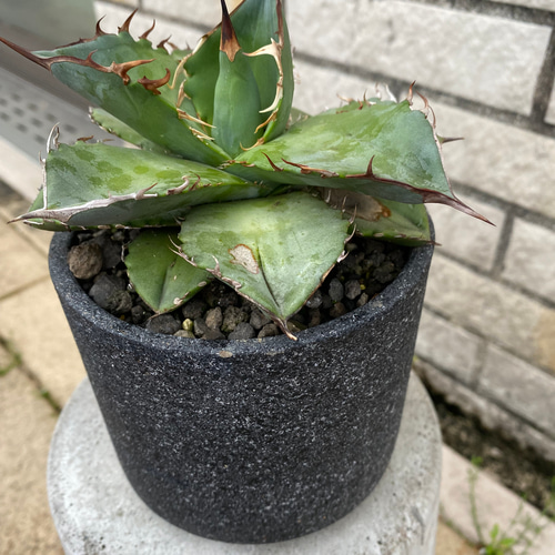 極微 アガベ チタノタ ホワイトアイス 陶器鉢付 12cm その他インテリア