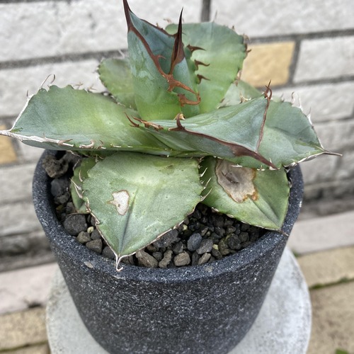 極微 アガベ チタノタ ホワイトアイス 陶器鉢付 12cm その他インテリア