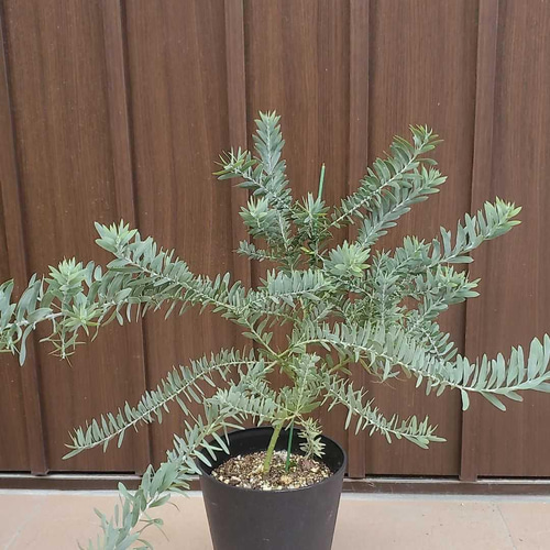 アカシア ブルーブッシュ デザインテラコッタ鉢植え 苗木 ミモザ