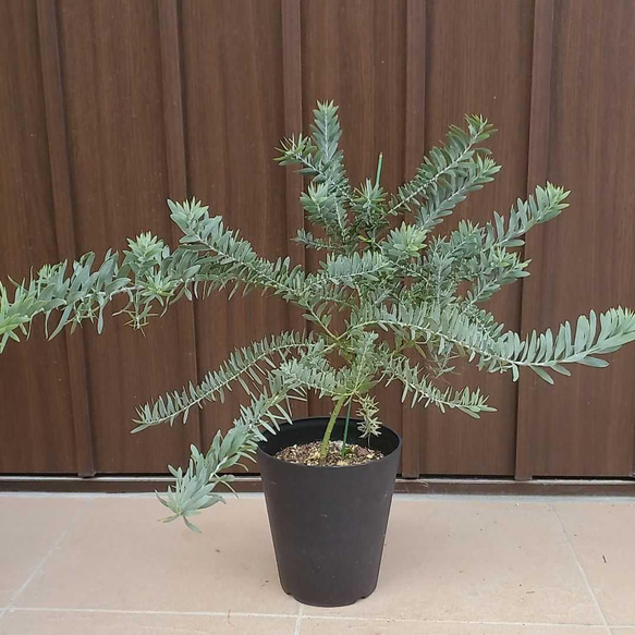 スタイリッシュ♪ アカシアブルーブッシュ 観葉植物 鉢植え60 苗