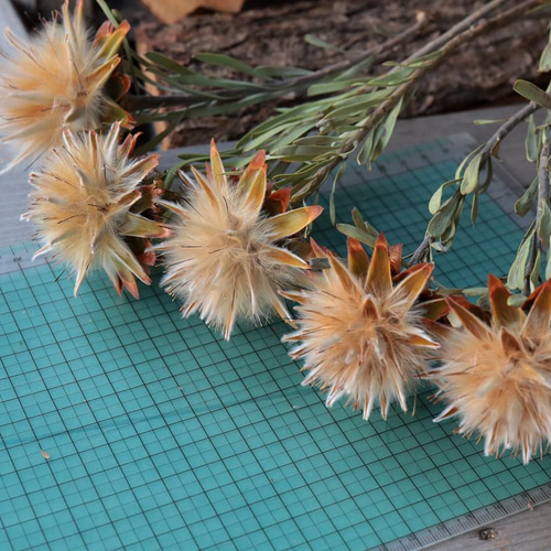 大きめサイズ❇️プルモサム❣️ドライフラワー リューカデンドロン プルモーサムの Dry Flower（5ヘッド