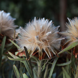 リューカデンドロン プルモーサムの Dry Flower（5ヘッド） 4枚目の画像