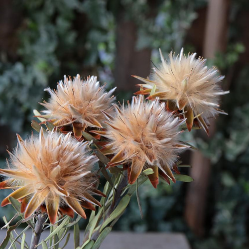 大きめサイズ❇️プルモサム❣️ドライフラワー リューカデンドロン プルモーサムの Dry Flower（5ヘッド