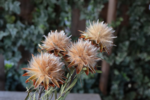 リューカデンドロン プルモーサムの Dry Flower（5ヘッド） 5枚目の画像