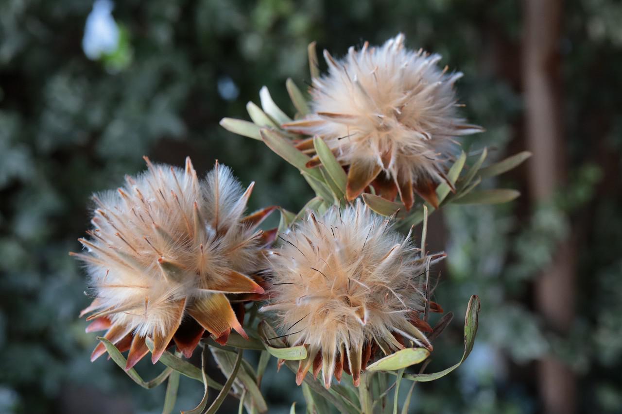 ドライフラワー❇️プルモサム❣️ ドライフラワー❇️プルモサム❣️