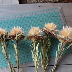 リューカデンドロン プルモーサムの Dry Flower（5ヘッド） 3枚目の画像