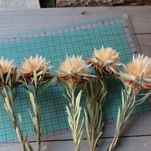 リューカデンドロン プルモーサムの Dry Flower（5ヘッド） その他素材