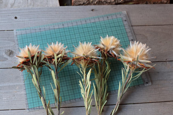 リューカデンドロン プルモーサムの Dry Flower（5ヘッド） 3枚目の画像