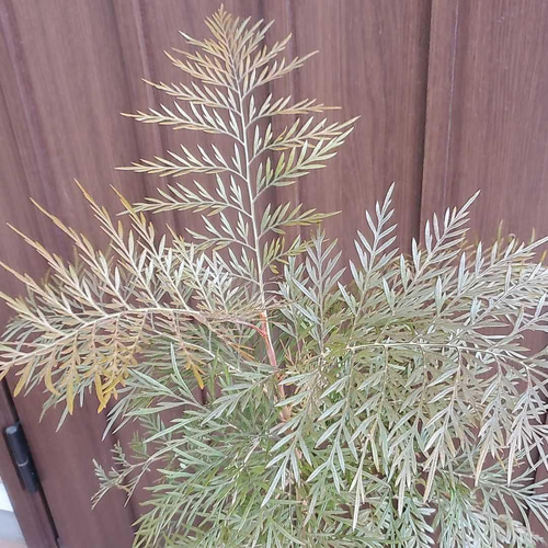 大きめ♪グレビレア ロブスタ 鉢植え オージープランツ 苗 ネイティブ