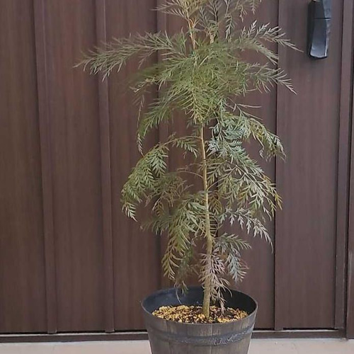 大きめ♪グレビレア ロブスタ 鉢植え オージープランツ 苗 ネイティブ