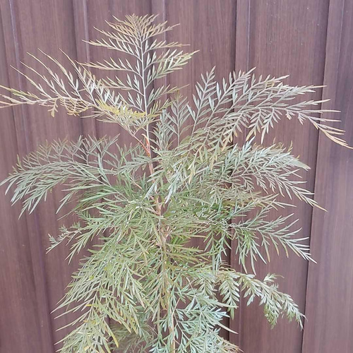 大きめ♪グレビレア ロブスタ 鉢植え オージープランツ 苗 ネイティブ