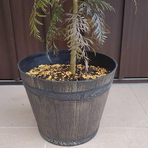 大きめ♪グレビレア ロブスタ 鉢植え オージープランツ 苗 ネイティブ