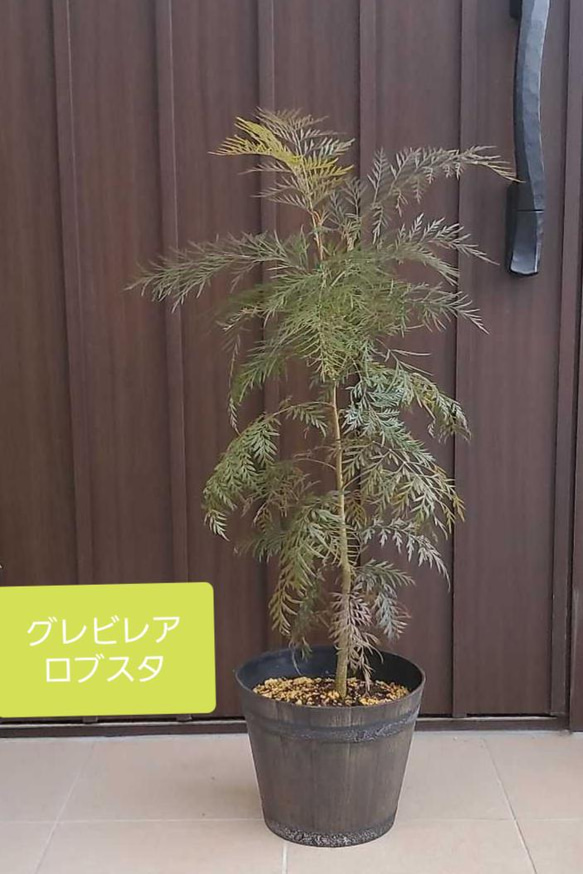 大きめ♪グレビレア ロブスタ 鉢植え オージープランツ 苗 ネイティブ