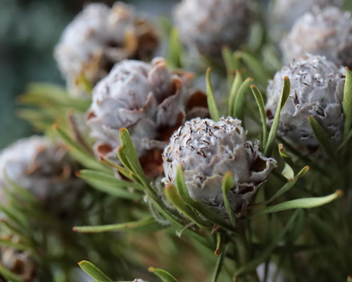 428c2392976cbf9bee259ee9bef5bd