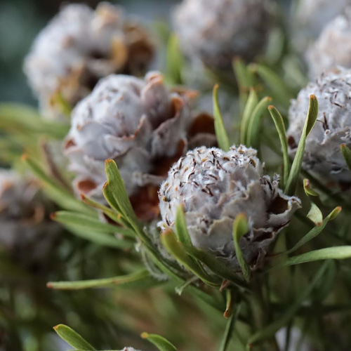 ジェイドパールマルチ の Dry Flower（50cm級：3本組） その他素材