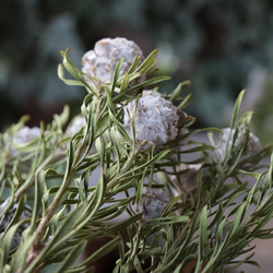 ジェイドパールマルチ の Dry Flower（50cm級：3本組） 5枚目の画像