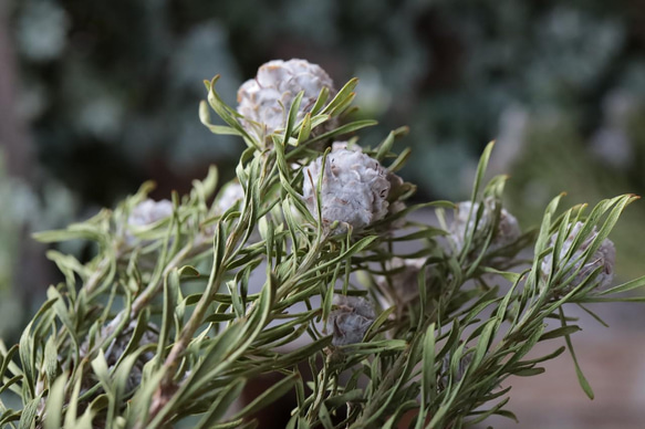 ジェイドパールマルチ の Dry Flower（50cm級：3本組） 5枚目の画像