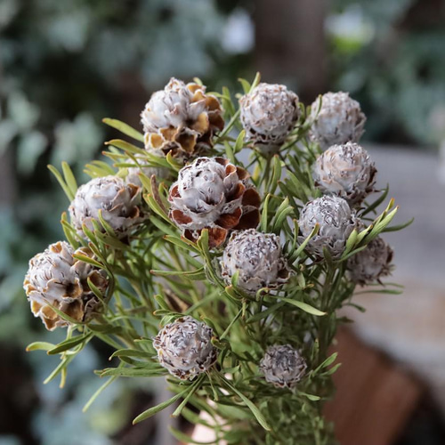 花のある暮らし　ショコラ　50本　リューカデンドロン　ジェイドパール 楽天市場】鉢花 観葉植物 選べる：リューカデンドロン*3号 ポンデンス