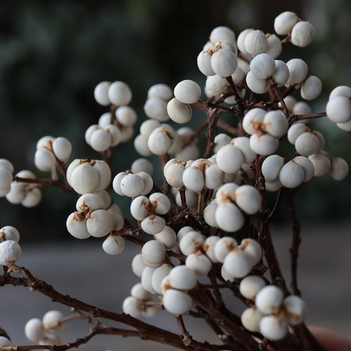 ナンキンハゼのドライフラワー（束） その他素材 yurari fleur 通販