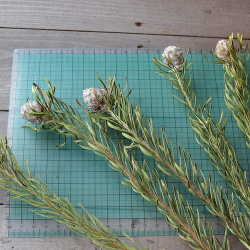 ジェイドパール リューカデンドロンの Dry Flower（3本） その他素材