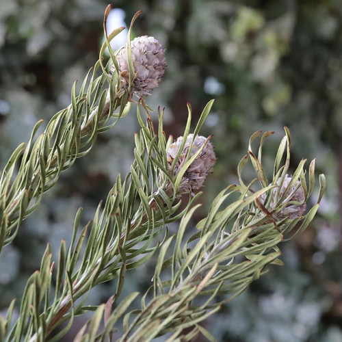 ジェイドパール リューカデンドロンの Dry Flower（3本） その他素材