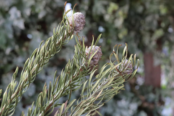 ジェイドパール リューカデンドロンの Dry Flower（3本） 4枚目の画像