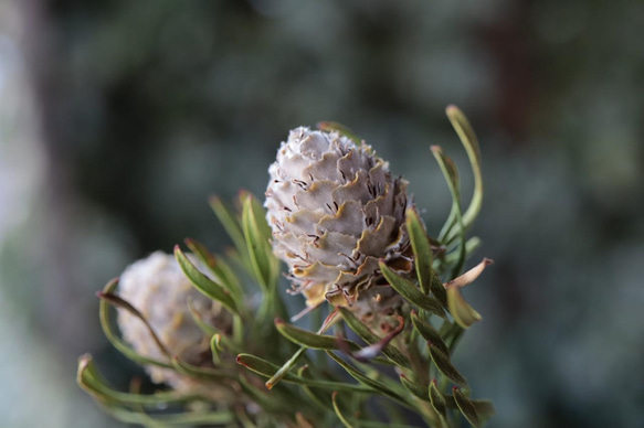 ジェイドパール リューカデンドロンの Dry Flower（3本） 7枚目の画像