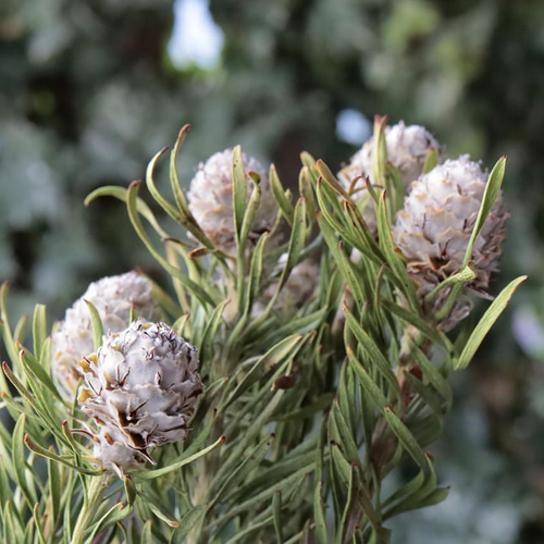 ジェイドパール リューカデンドロンの Dry Flower（3本） その他素材