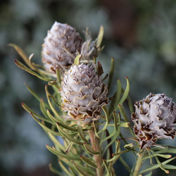 ジェイドパール リューカデンドロンの Dry Flower（3本） その他素材