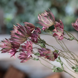 リューカデンドロン プルモーサムの Dry Flower（5ヘッド） その他素材