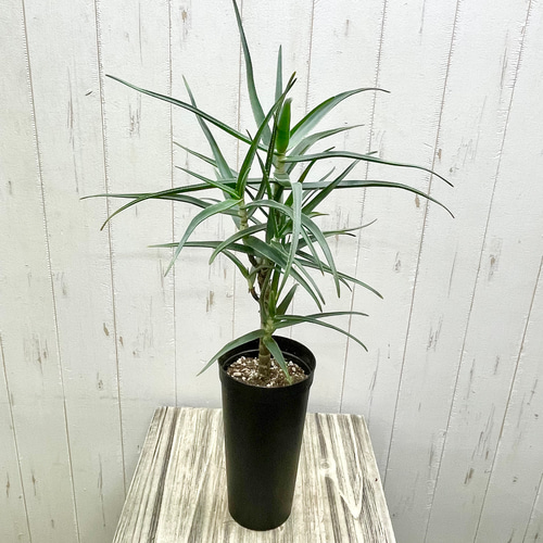 珍種 アロエ ストリアツラ 3.5-4号ロング鉢 その他インテリア雑貨