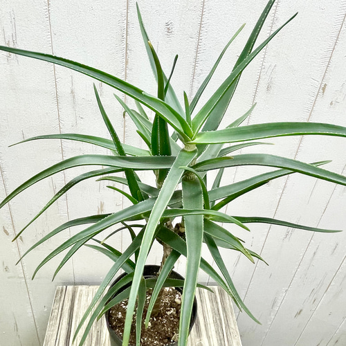 珍種 アロエ ストリアツラ 3.5-4号ロング鉢 その他インテリア雑貨