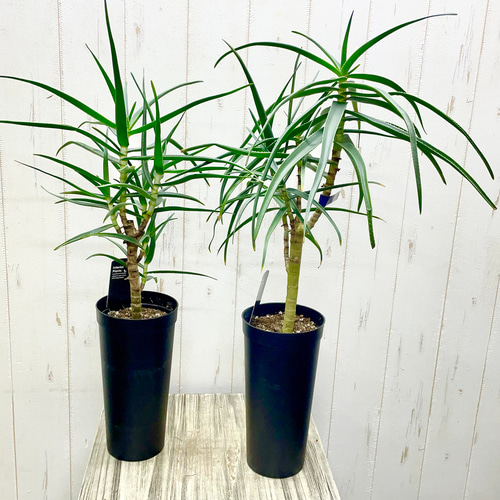 珍種 アロエ ストリアツラ 3.5-4号ロング鉢 その他インテリア雑貨