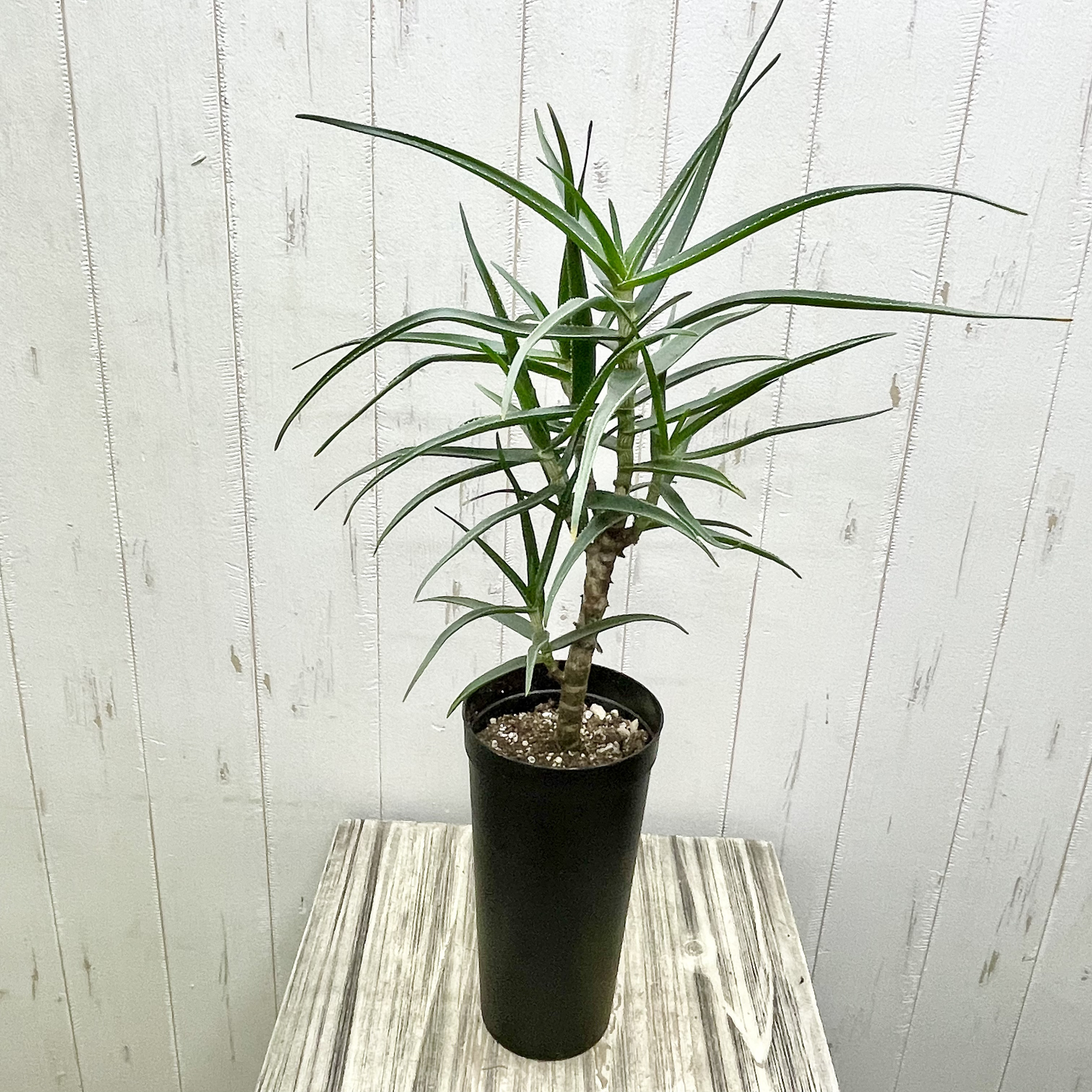 アロエ　ストリアツラ　カット苗　1本〜選べるまとめ買いページ アロエ ストリアツラ カット苗 1本〜選べるまとめ買いページ