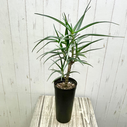アロエ　ストリアツラ　極太 珍種 アロエ ストリアツラ 3.5-4号ロング鉢 その他インテリア雑貨