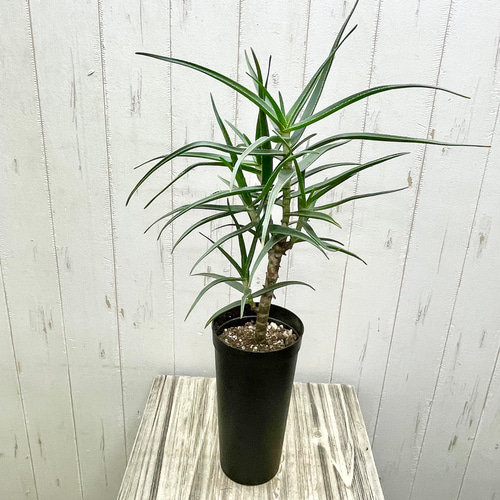 珍種 アロエ ストリアツラ 3.5-4号ロング鉢 その他インテリア