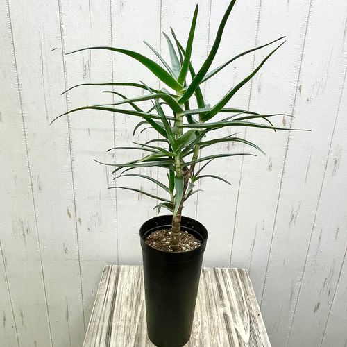 珍種 アロエ ストリアツラ 3.5-4号ロング鉢 その他インテリア雑貨