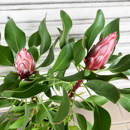 花芽2つ キングプロテア リトルプリンス その他インテリア雑貨 PLANTS