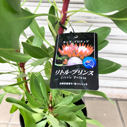 キングプロテア リトルプリンス 2個セット 数量限定】キングプロテア リトルプリンス（2花付き）5号苗 PVP